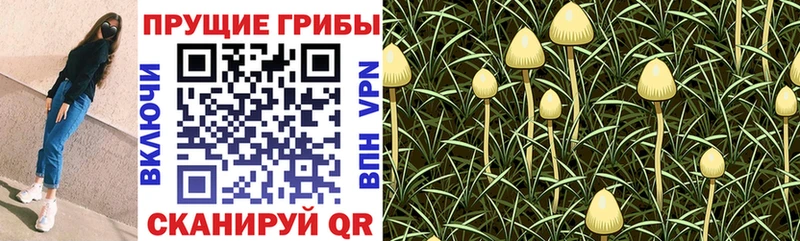 Псилоцибиновые грибы GOLDEN TEACHER  даркнет официальный сайт  Вологда 